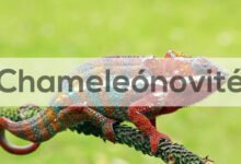 Chameleónovité
