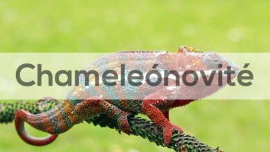 Chameleónovité