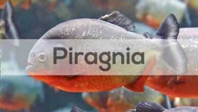 Piragnia