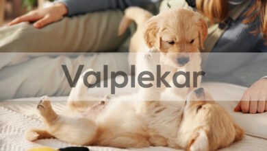 Valplekar