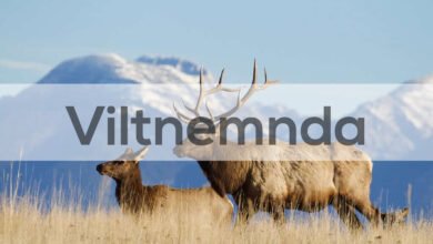 Viltnemnda