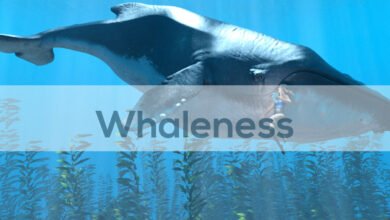Whaleness